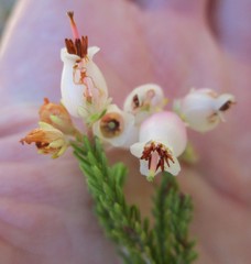 Erica recta