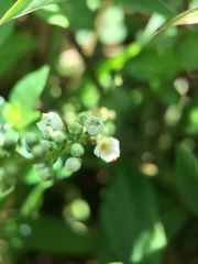 Lysimachia fortunei