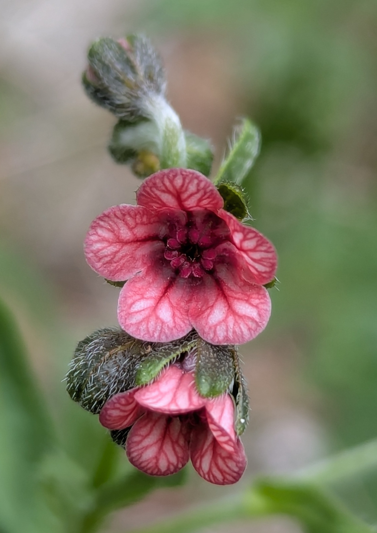 Cynoglossum pustulatum