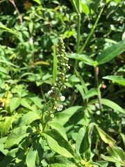 Lysimachia fortunei
