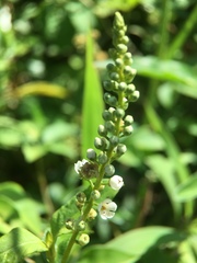 Lysimachia fortunei