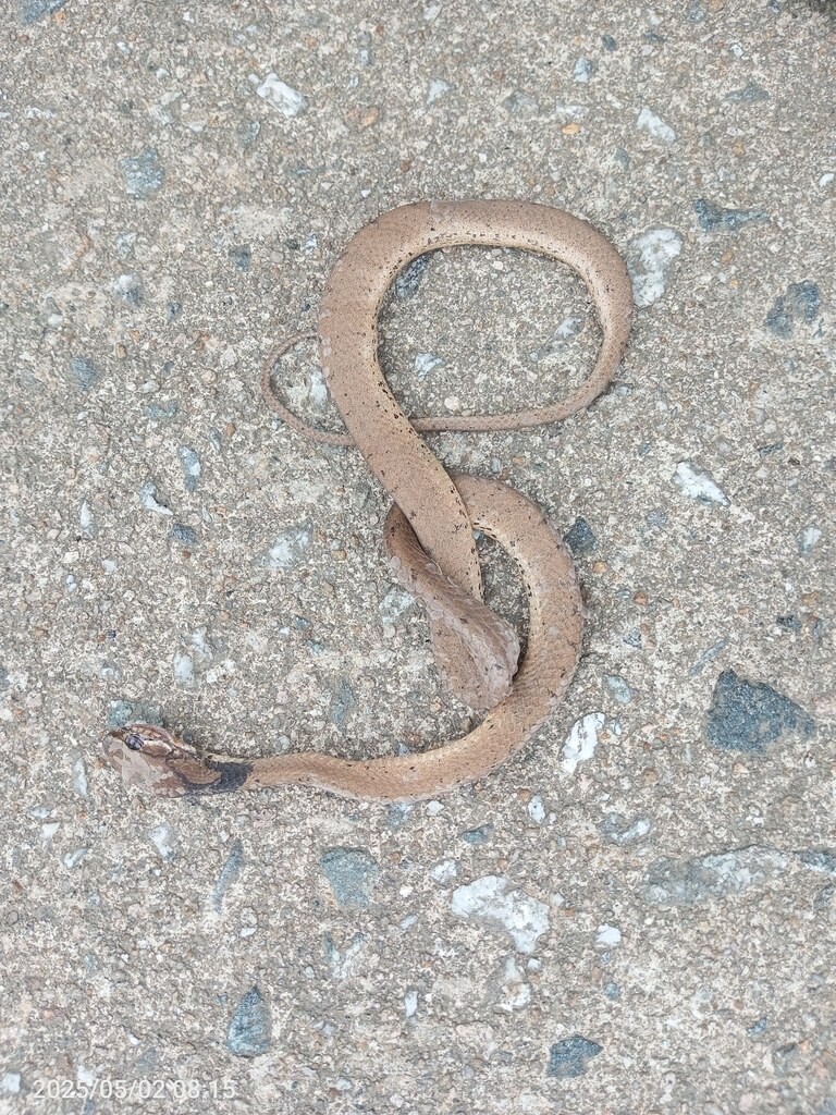 Cute Slug-Eating Snake