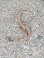 Cute Slug-Eating Snake photo 1