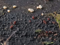 Dialonectria episphaeria