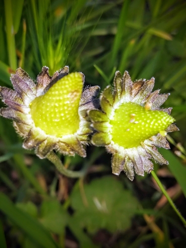 Daugiametė saulutė nuotrauka