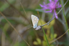 Polyommatus
