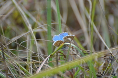 Polyommatus bellargus