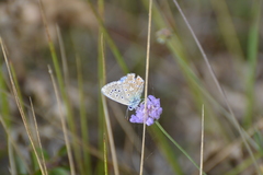 Polyommatus