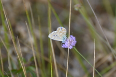 Polyommatus