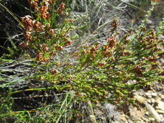 Erica uberiflora