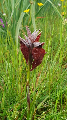Image of Serapias cordigera by (c) Martiño Cabana Otero, some rights reserved (CC BY)