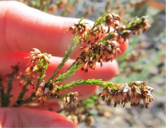Erica uberiflora
