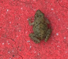 Fejervarya limnocharis