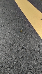 Fejervarya limnocharis