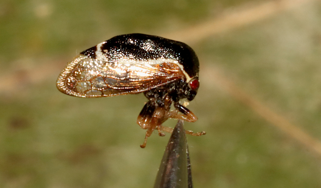 Xantholobus lateralis