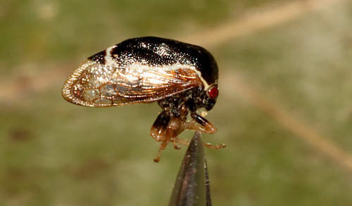 Xantholobus lateralis