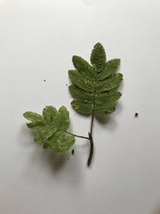 Sorbus aucuparia