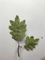 Sorbus aucuparia