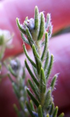 Phylica wittebergensis