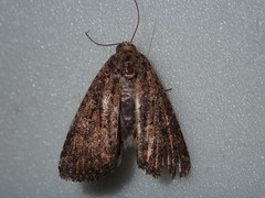 Condicinae