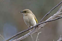 Fuscous Honeyeater photo 2