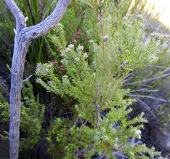 Phylica wittebergensis