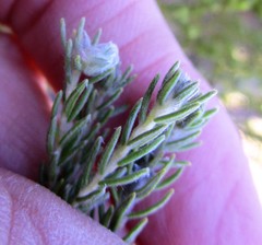 Phylica wittebergensis