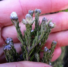 Phylica wittebergensis