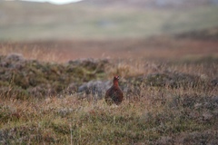 Lagopus lagopus scotica