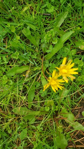 Image of Taraxacum palustre by (c) Mark VanDerwater, some rights reserved (CC BY)