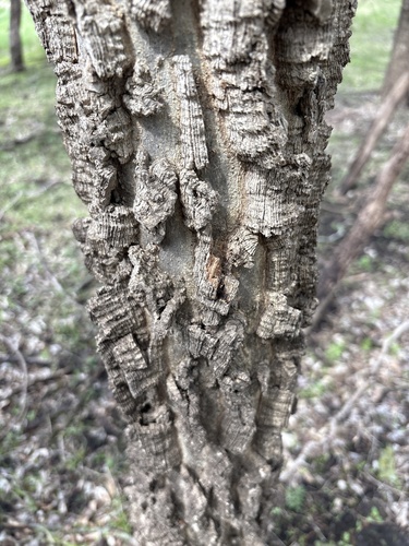 common hackberry