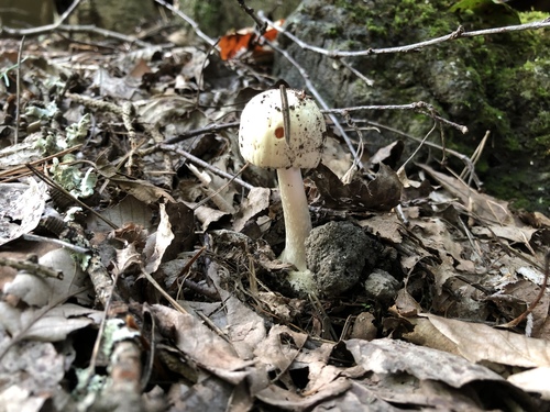 Amanita