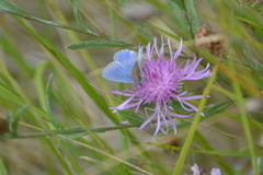 Polyommatus bellargus