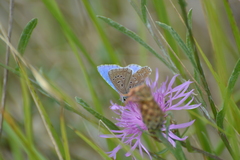 Polyommatus bellargus