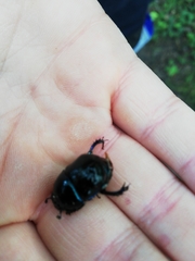 Anoplotrupes stercorosus