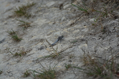 Orthetrum cancellatum