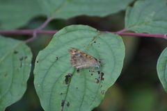 Pararge aegeria