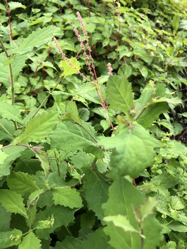 Boehmeria robusta iNat (2)