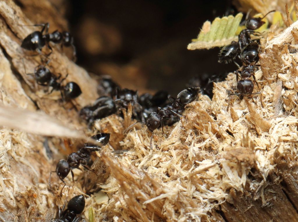 Black Cocktail Ant (pauline Bohnen) · Inaturalist