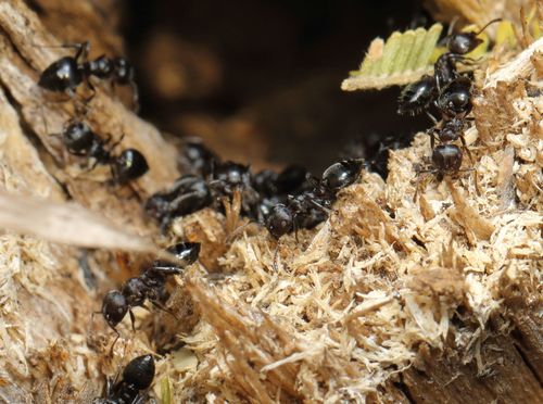 Black Cocktail Ant photo 6