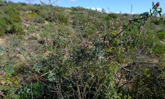 Indigofera intermedia