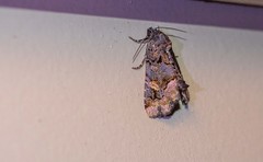 Homophoberia apicosa