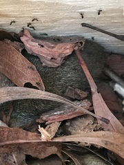Antechinus flavipes