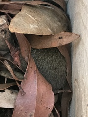 Antechinus flavipes