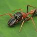 Bicolor Ant Mimick Jumping Spider - Photo (c) Richard Ong, some rights reserved (CC BY-NC), uploaded by Richard Ong