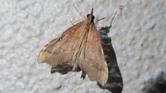 Deana hybreasalis
