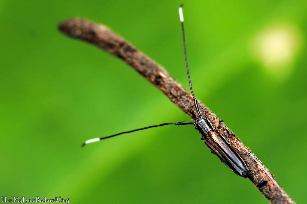 Nyctimeniini