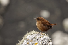 Troglodytes troglodytes zetlandicus