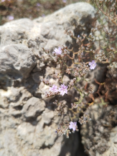 Savitljiva mrižica (Limonium cancellatum)