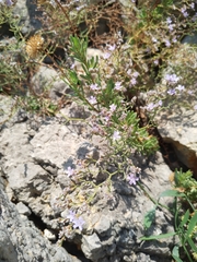 Limonium cancellatum